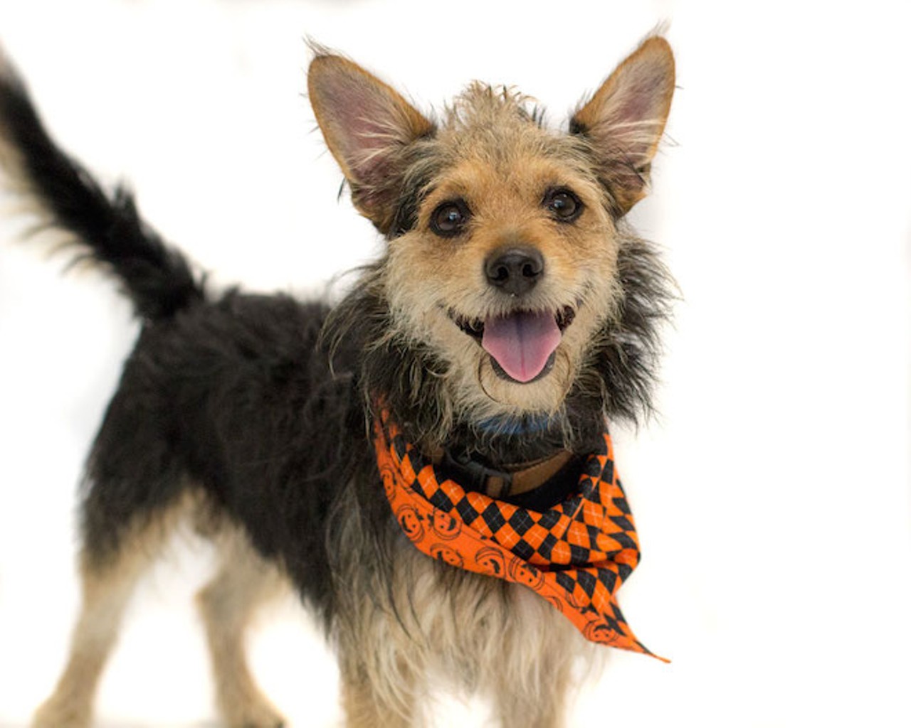 26 adorable dogs you can adopt from Orange County Animal Services