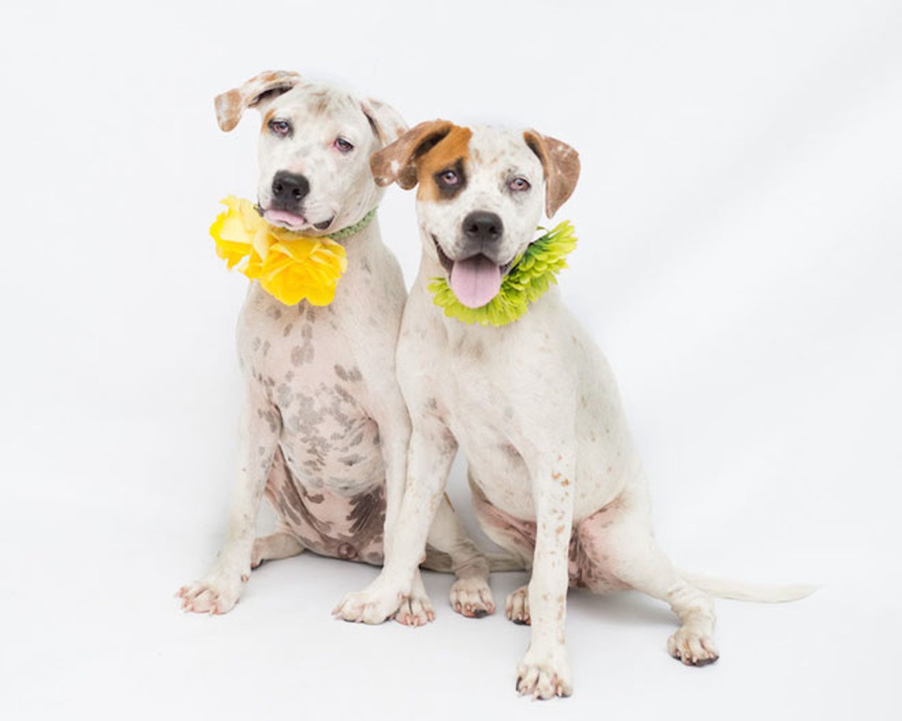 26 lovable pups looking for homes at Orange County Animal Services