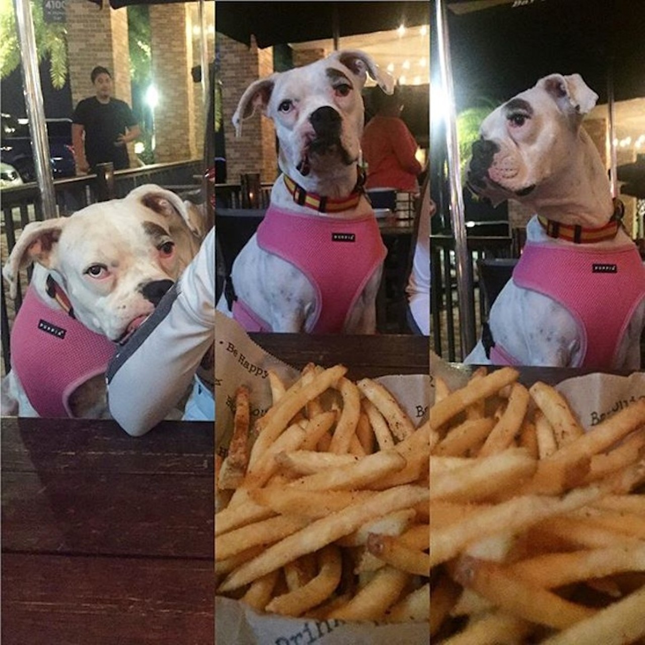Bar Louie
4100 N Alafaya Trail | 407-428-2980
There&#146;s no better way to put the &#147;happy&#148; in happy hour than a cozy night spent lounging outside with your best friend and a cheap cocktail. Tails will be wagging, guaranteed. 
Photo via Lenna_the_boxer/Instagram