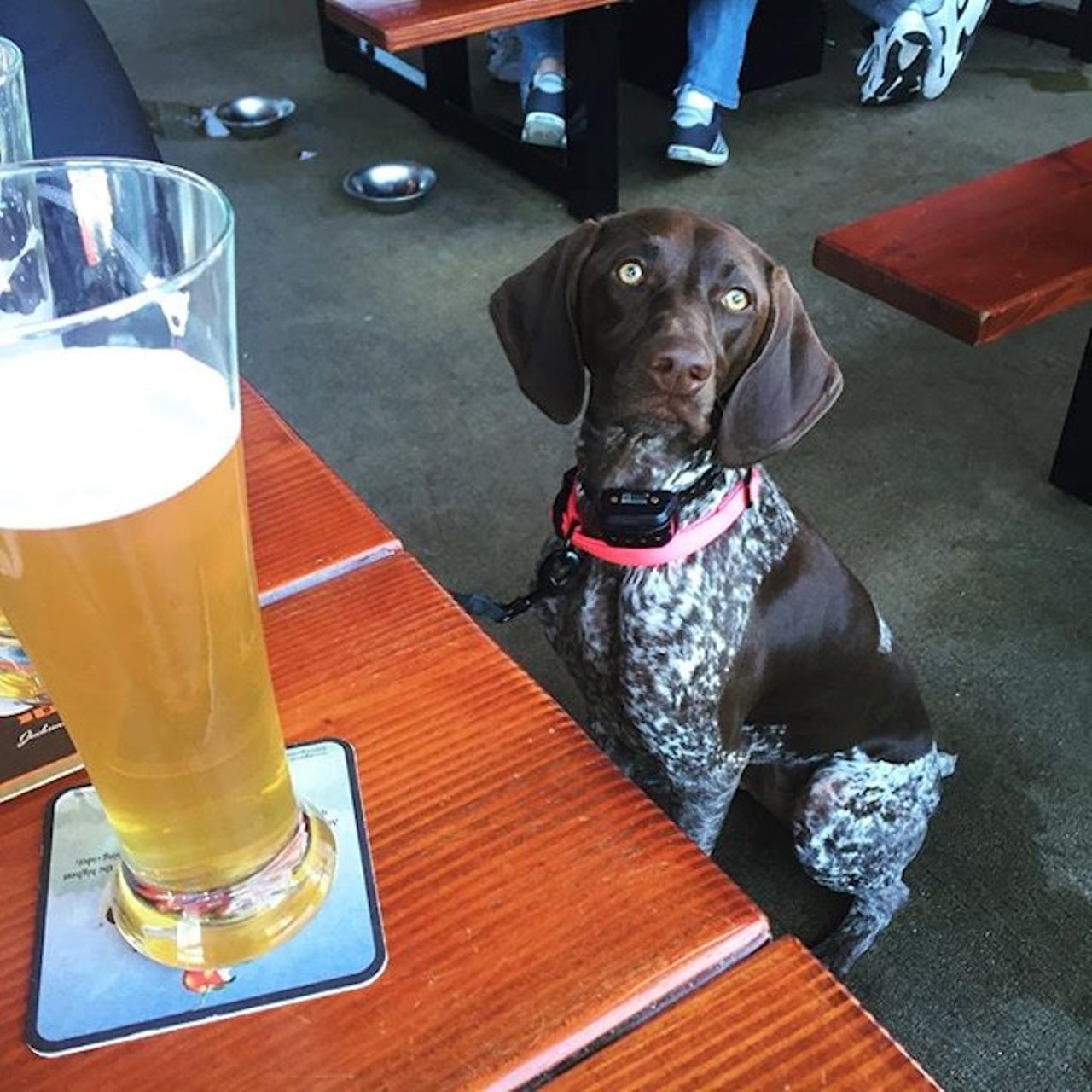 Rock & Brews
7131 Red Bug Lake Road | 407-956-4124
KISS member Gene Simmons is a huge pet-lover, so naturally when he designed his restaurant, he included a dog-friendly patio where you and your pooch can jam out. 
Photo via blakely_the_gsp/Instagram