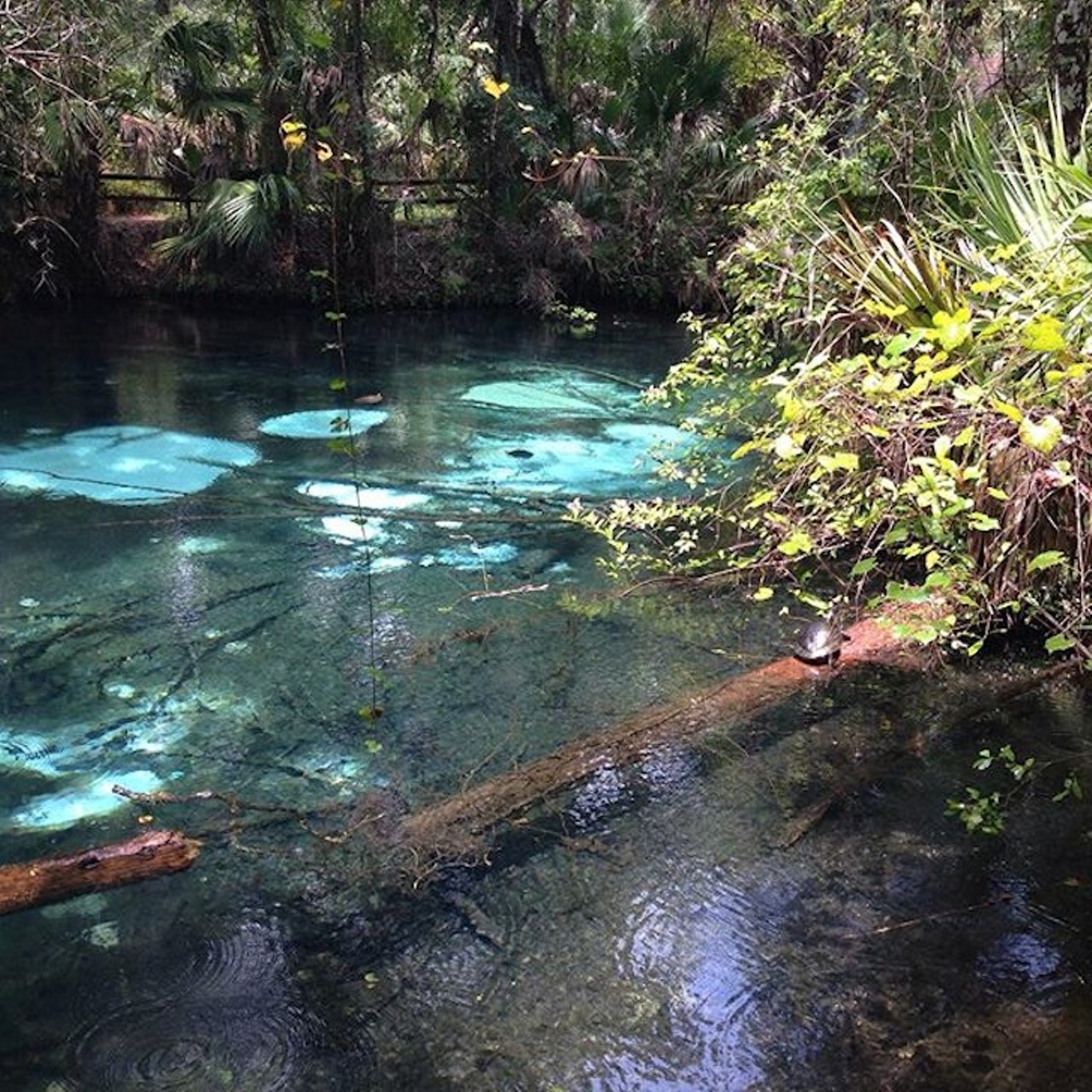 Fern Hammock Springs
10863 E. Highway 40 Silver Springs, FL 34488 | (352) 625-7470 
This big, shallow pool has 25 sand boils scattered on the bottom making it look like there&#146;s a bunch of little personal pools. Walk over the bridge to ensure you get the best picture of this clear spring water that&#146;s varies between sky blue, turquoise and sapphire. 
Photo via codieannie/Instagram