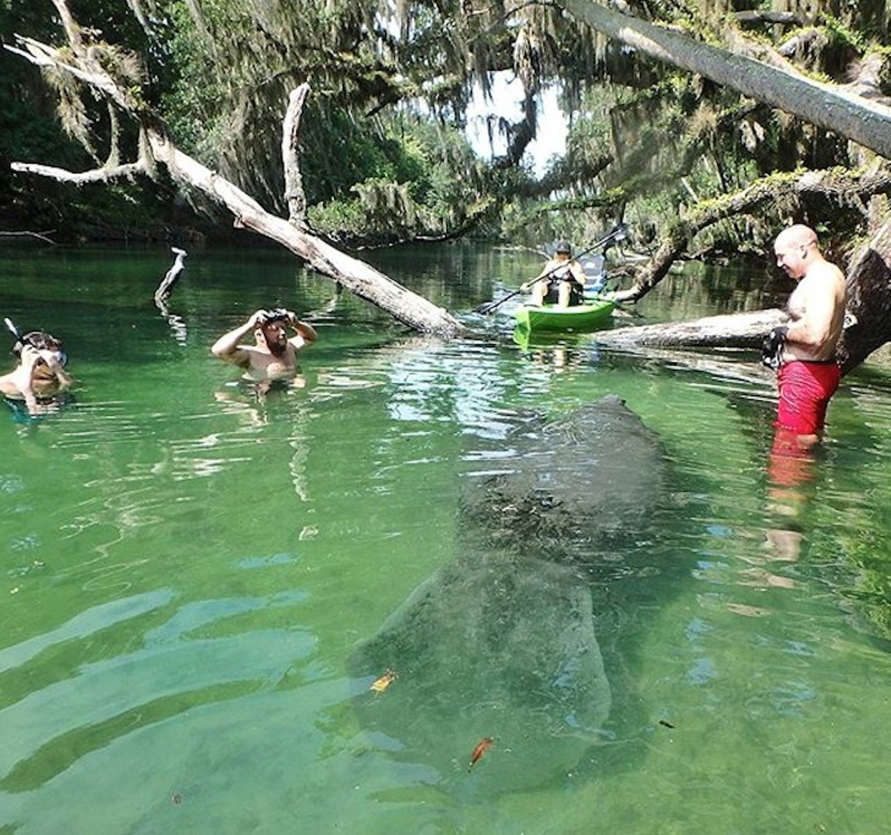 Blue Springs
2100 W. French Ave., Orange City, FL 32763
50 minutes from Orlando
Claiming the title of the biggest spring found on the St. John&#146;s River, this stop on the list is manatee heaven from the middle of November until the end of March. Any in-water activity is put to a halt during this time, but once the park fully reopens, attendees can enjoy some snorkeling, boating, fishing, tubing and, if you&#146;re certified, scuba diving.
Photo via leandromagno1 on Instagram