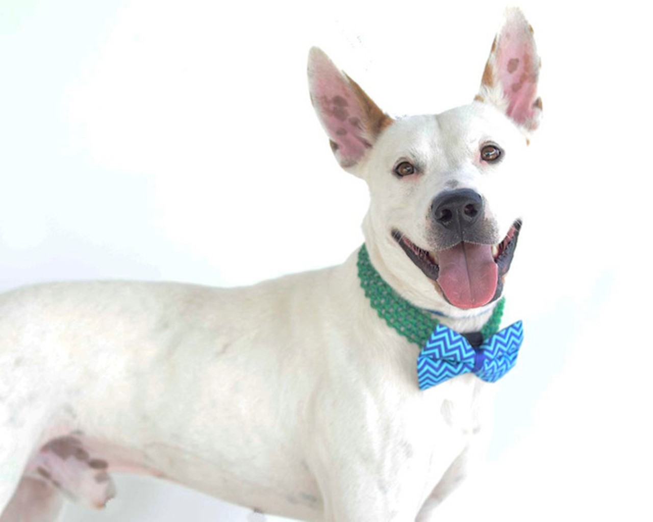 27 of the cutest dogs available for adoption in Orlando right now