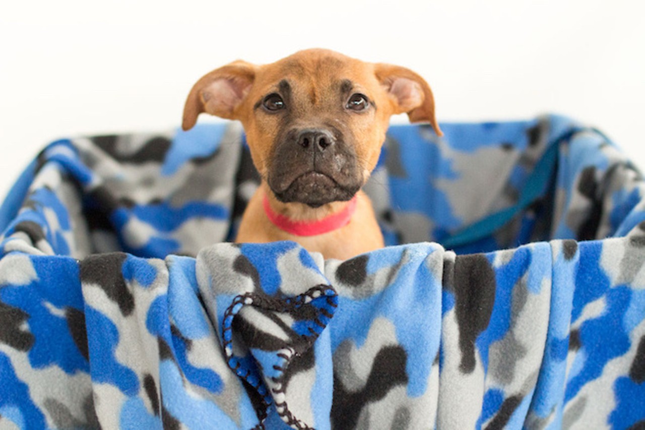 27 of the cutest dogs available for adoption in Orlando right now