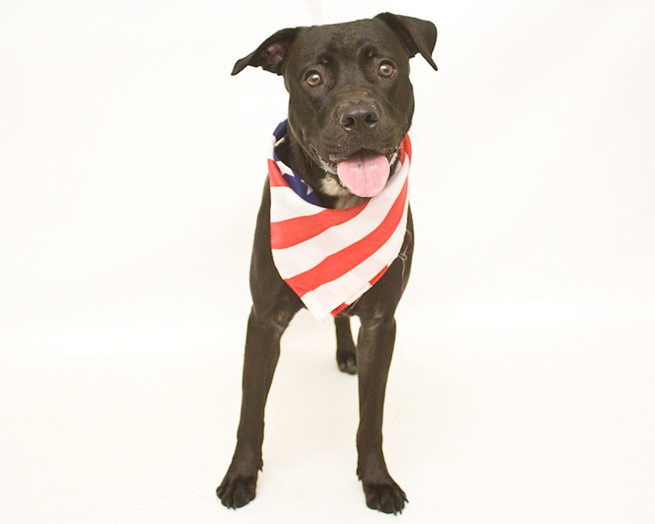 27 patriotic pups looking for a new home this weekend