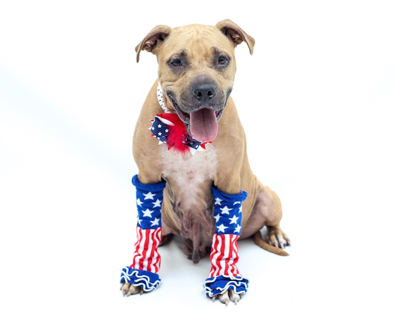 27 patriotic pups looking for a new home this weekend