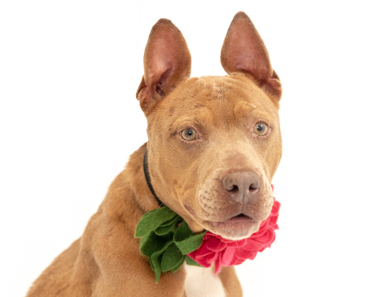 28 adoptable pups in Orange County looking for a new home right now