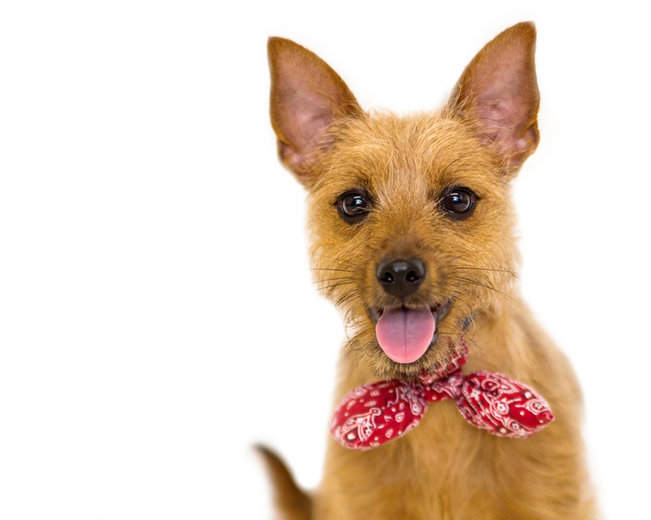 28 adorable adoptables at Orange County Animal Services