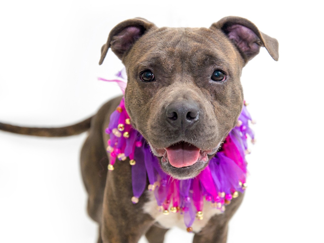 29 adoptable pups waiting to meet you at Orange County Animal Services