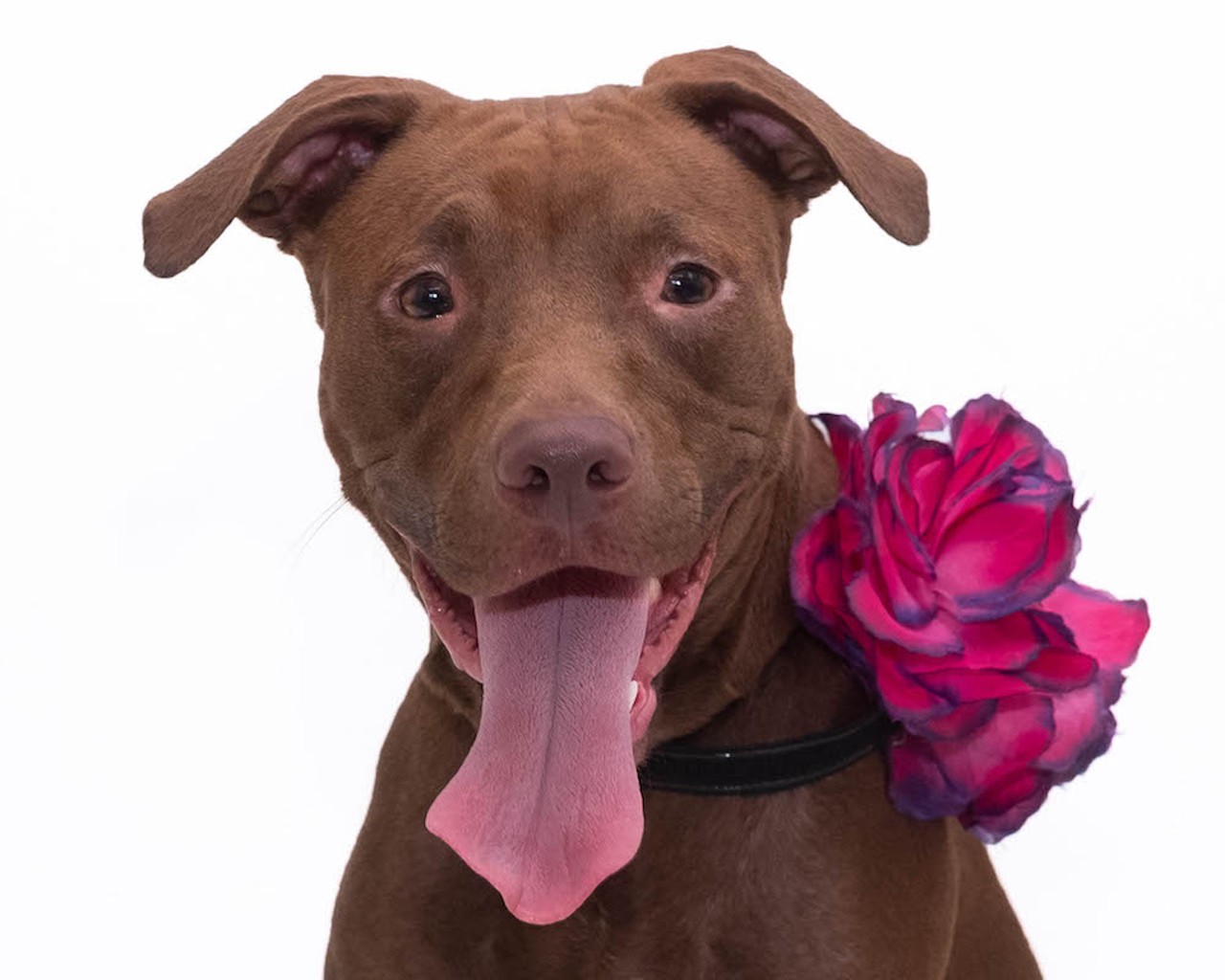 29 adorable, adoptable Orange County dogs who want to take a trip with you