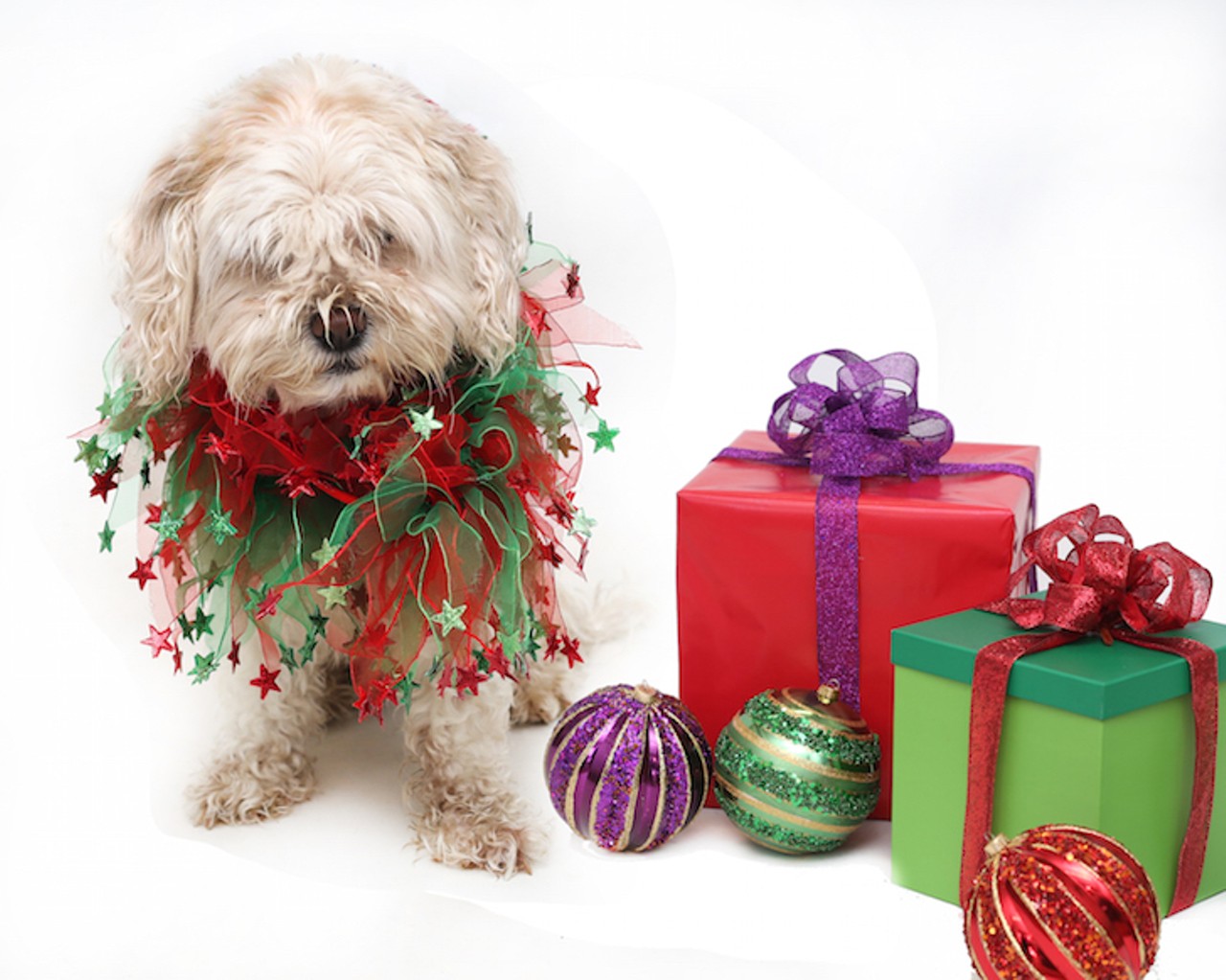 29 adorable dogs and cats looking for a new home this Christmas