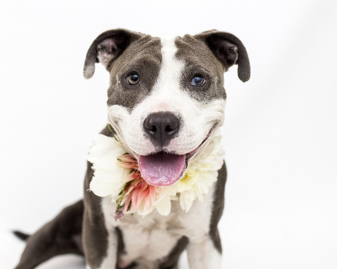 29 adorable Orlando dogs looking for new humans