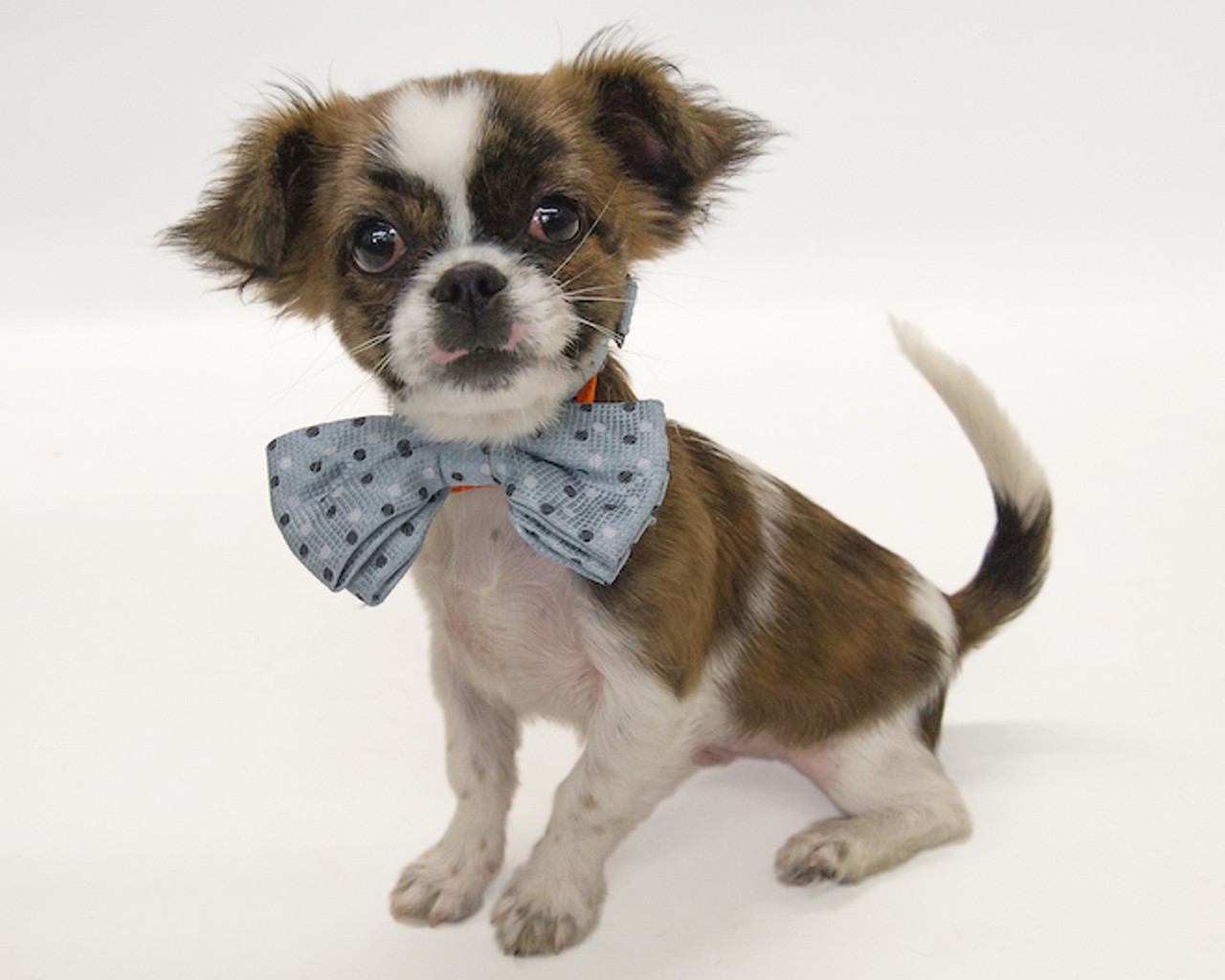 29 certified pre-owned pups looking for homes at Orange County Animal Services