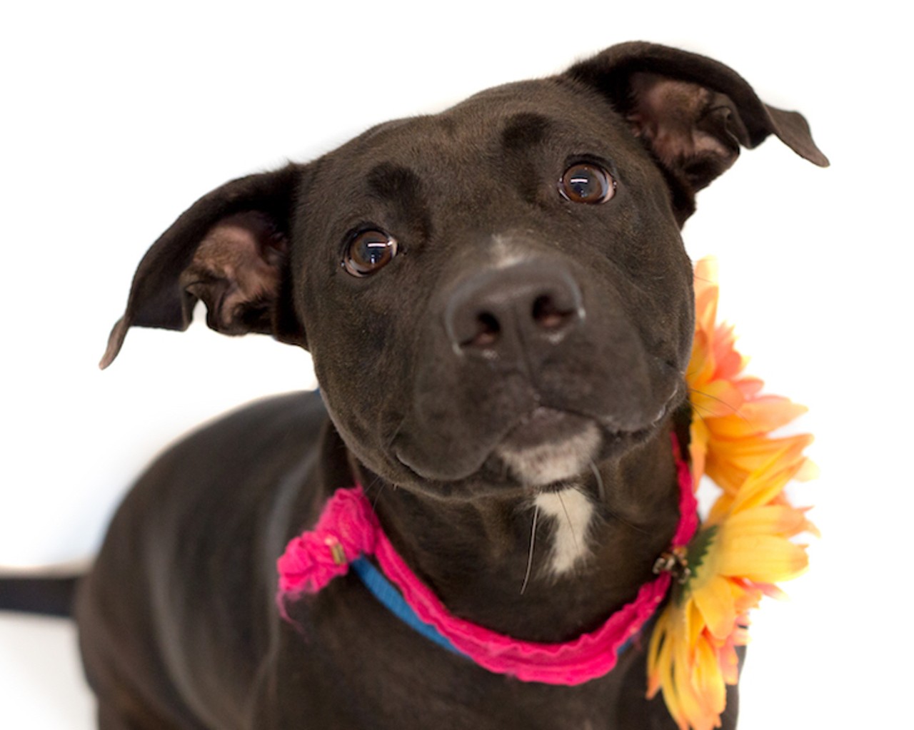 30 adoptable dogs available right now at Orange County Animals Services