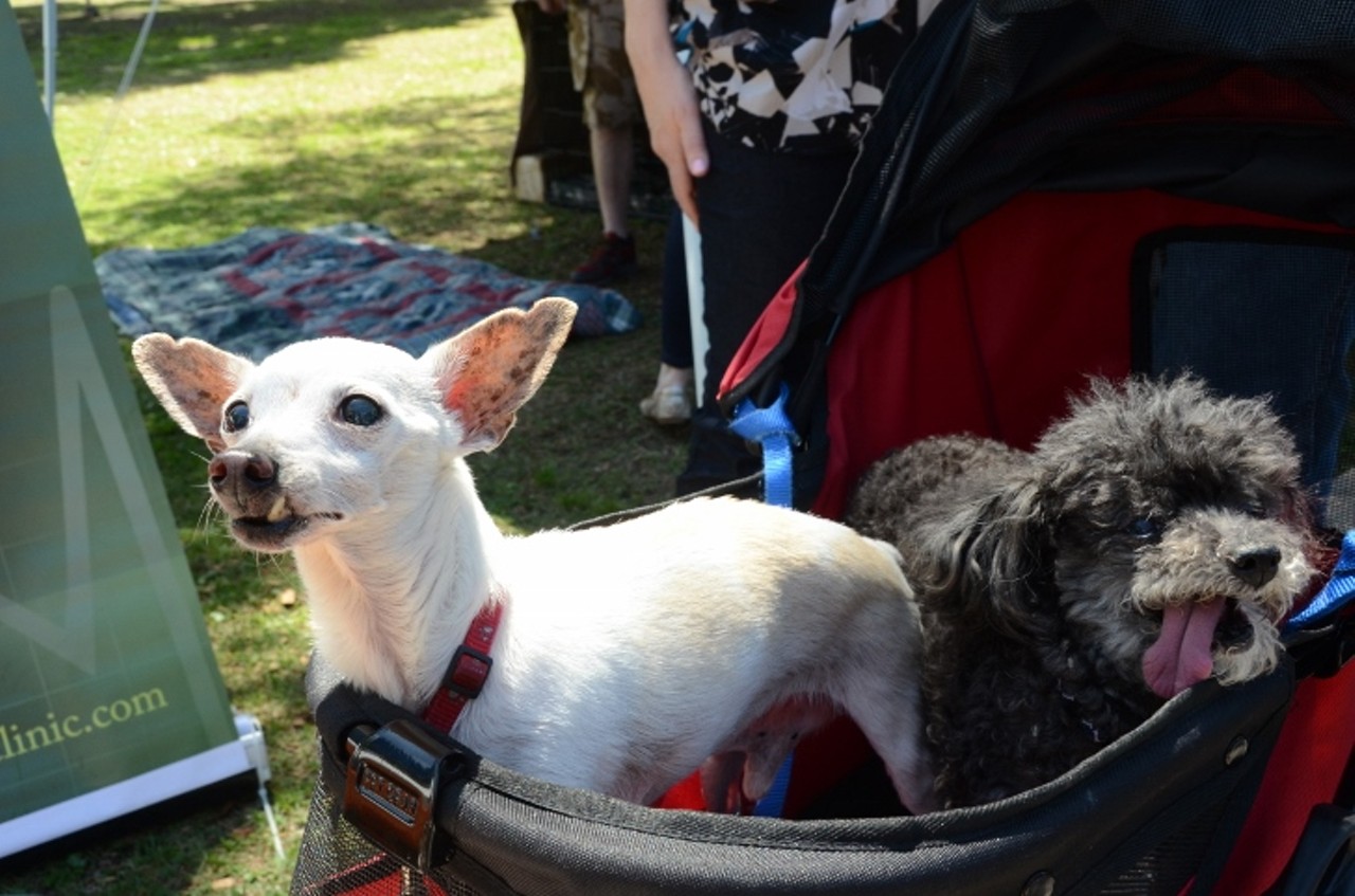 30 adorable photos from the 13 Annual Doggie Art Festival