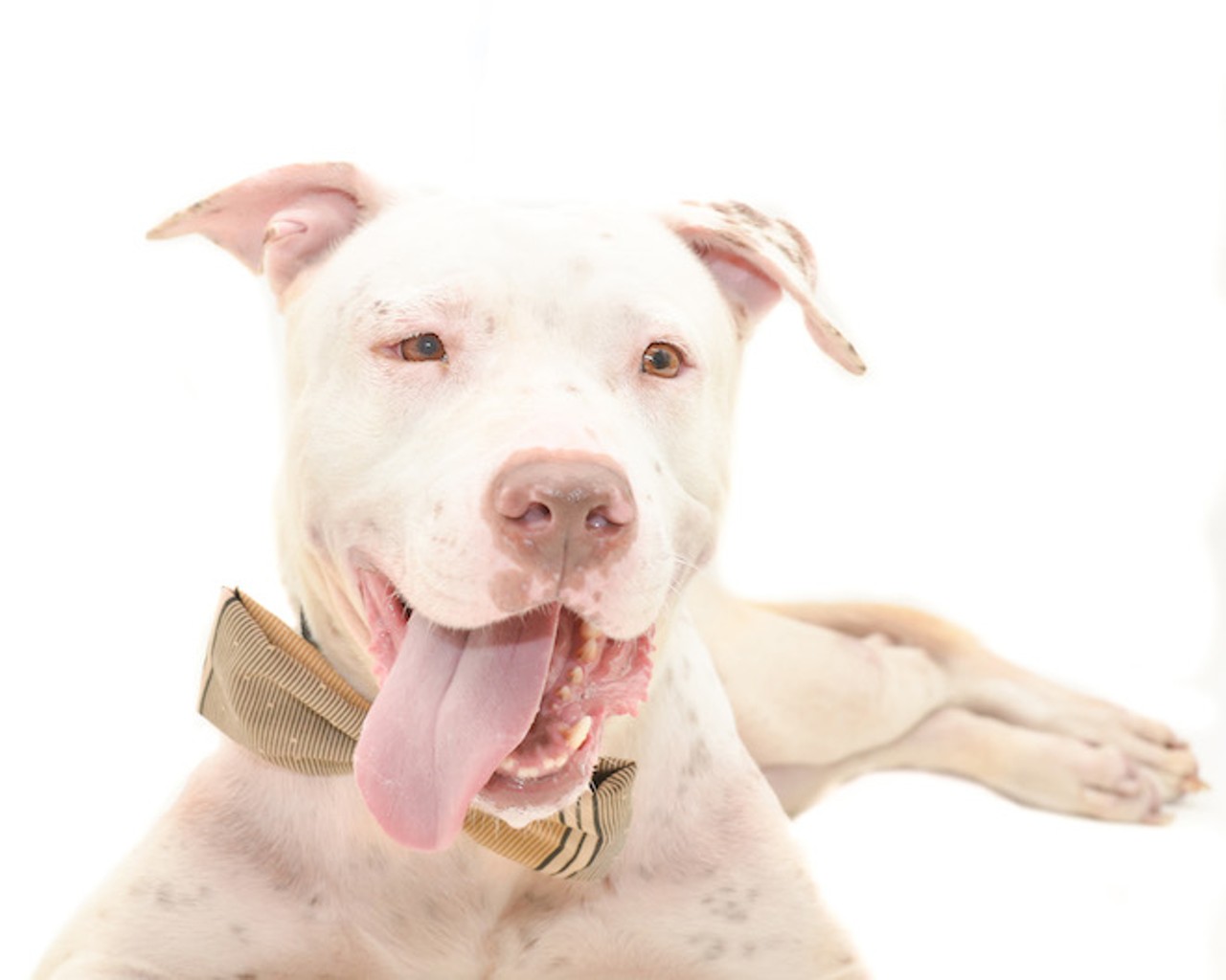 30 certified pre-owned pups waiting to be adopted at Orange County Animal Services