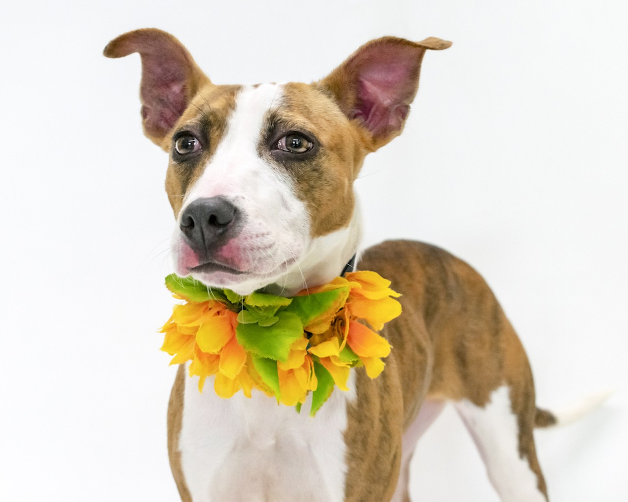 32 dapper dogs in Orange County, all dressed up to find forever homes