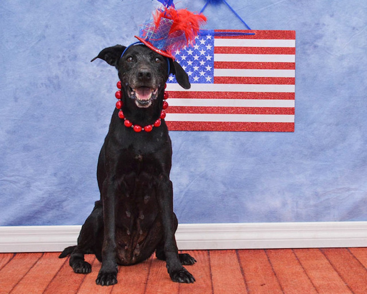 32 patriotic pups who'd love to celebrate their independence from the animal shelter with you