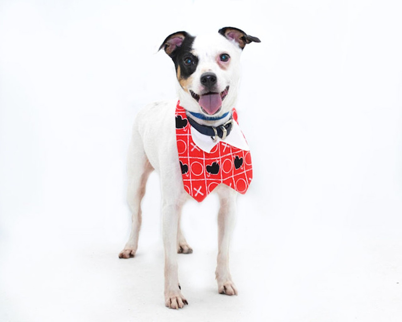 32 super-cute, super-adoptable dogs who need homes right this minute