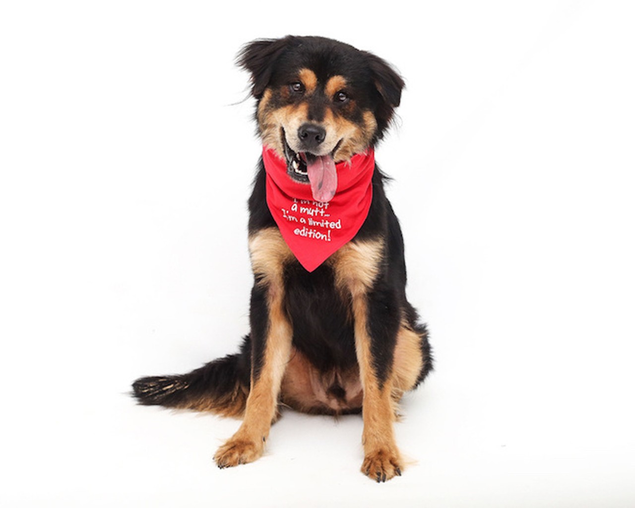 32 super-cute, super-adoptable dogs who need homes right this minute