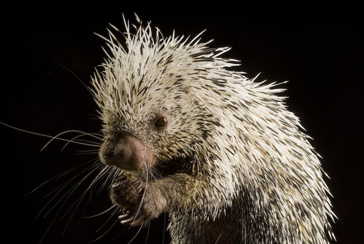 Believe it or not, in the state of Florida, it's illegal to have sexual relations with a porcupine.via</a