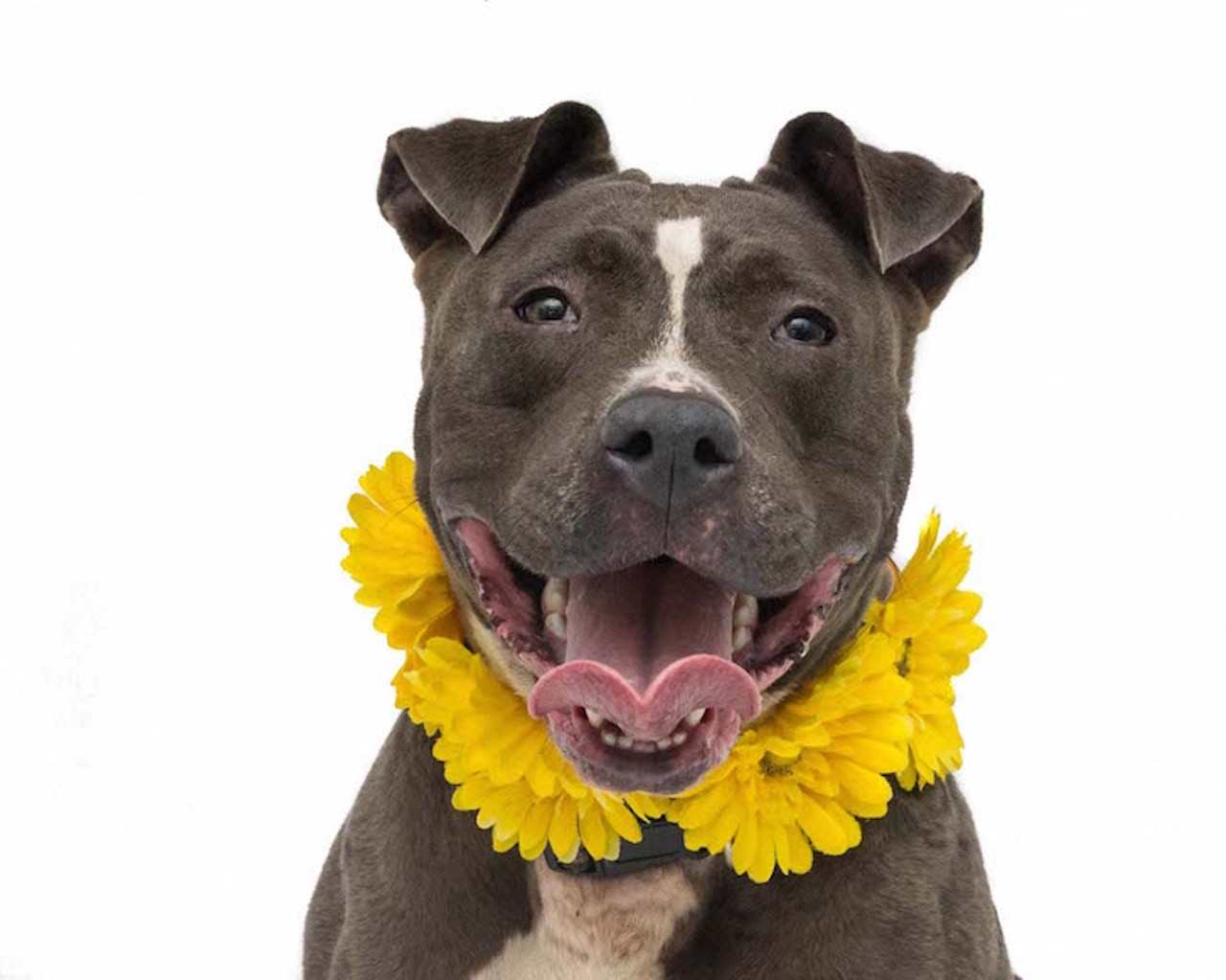 35 adoptable pups that would love to be your new roommate