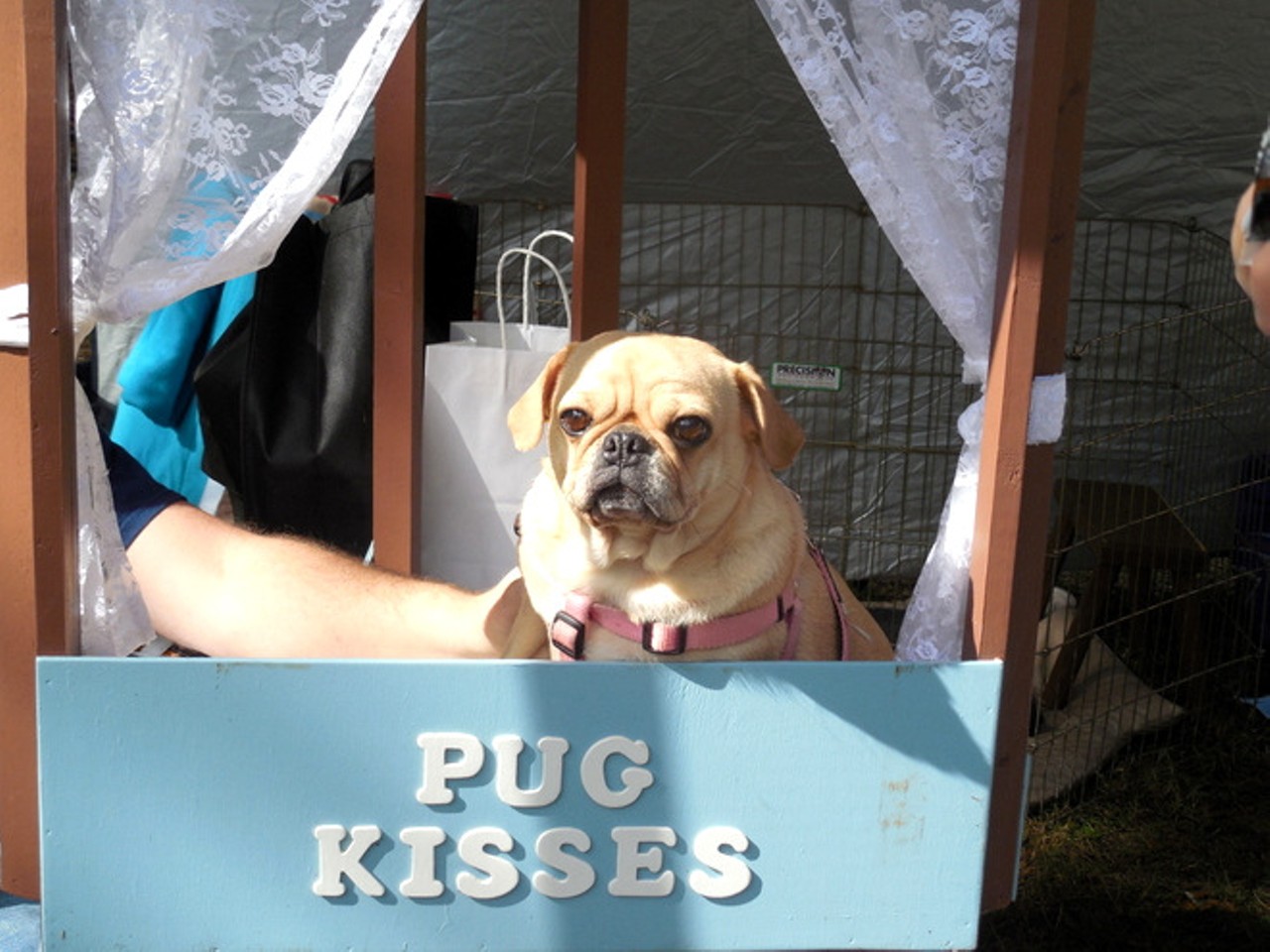 35 adorable photos from Pookie's RescueFest