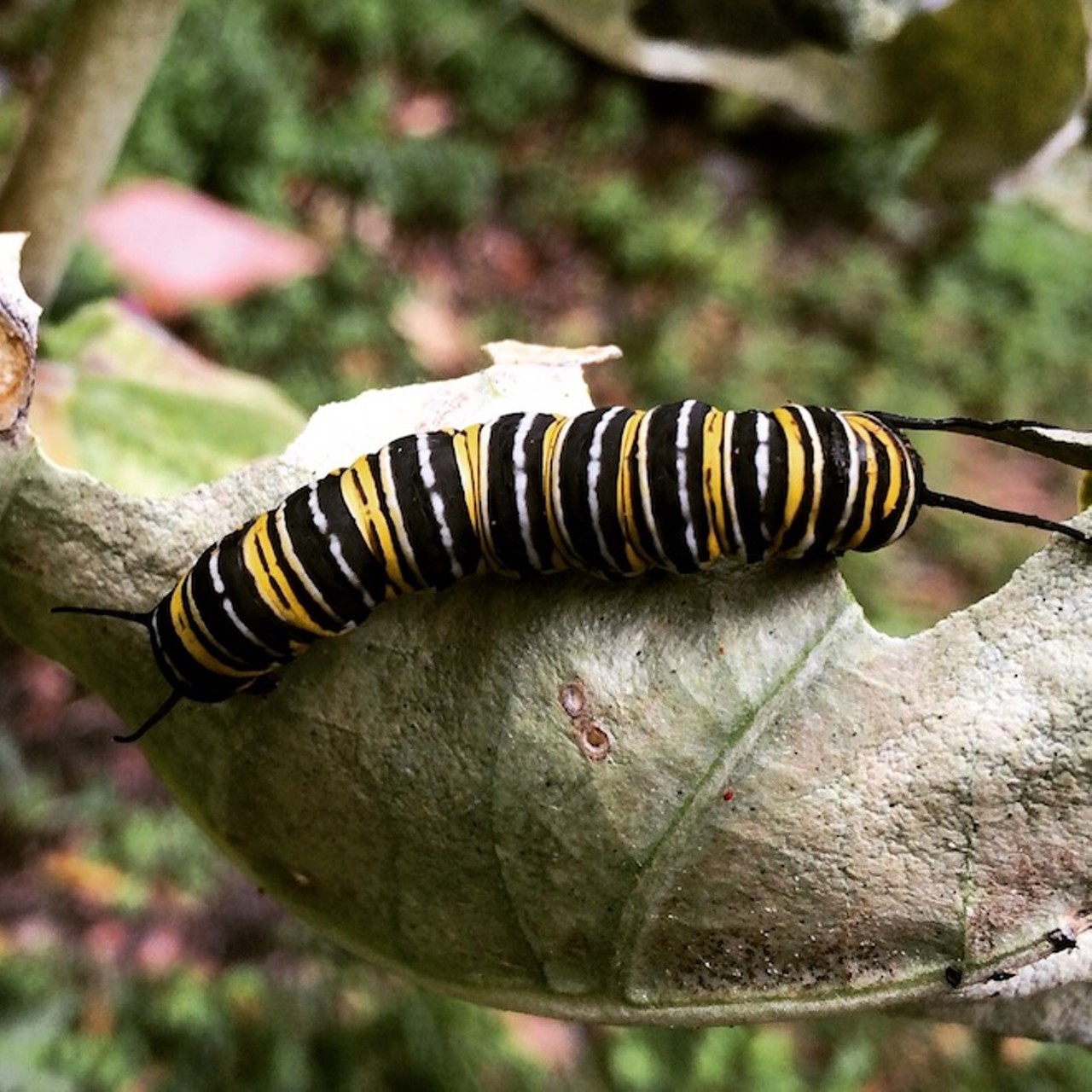This Monarch caterpillar survived the frost last week!