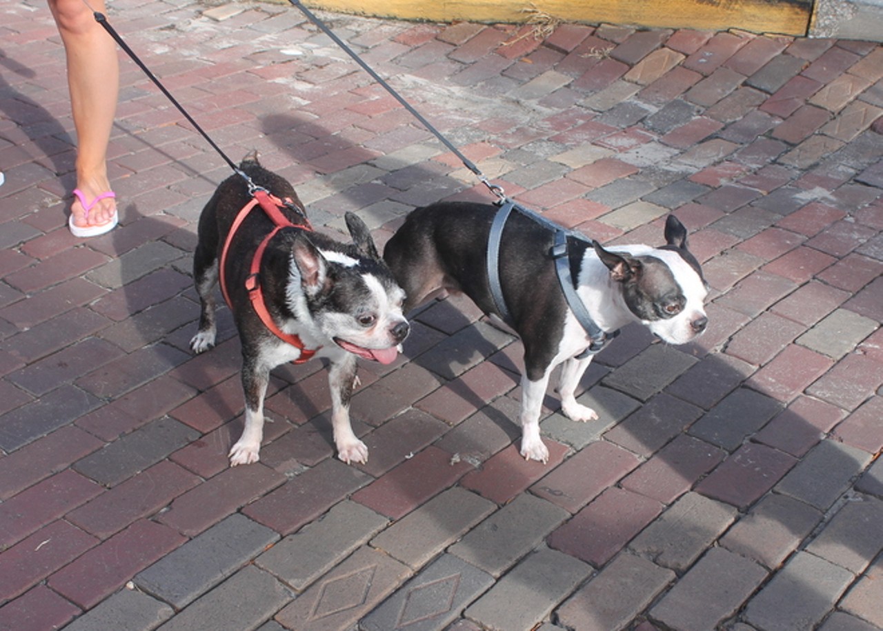35 Cutest Dogs at Shampooch in Thornton Park