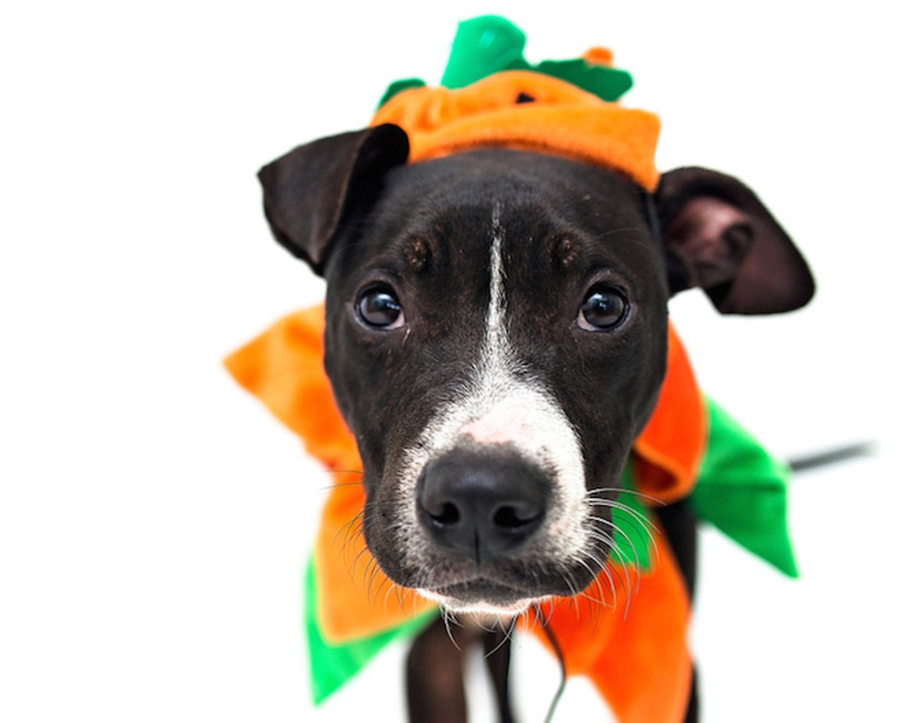 36 adoptable cats and dogs who will totally let you dress them up for Halloween