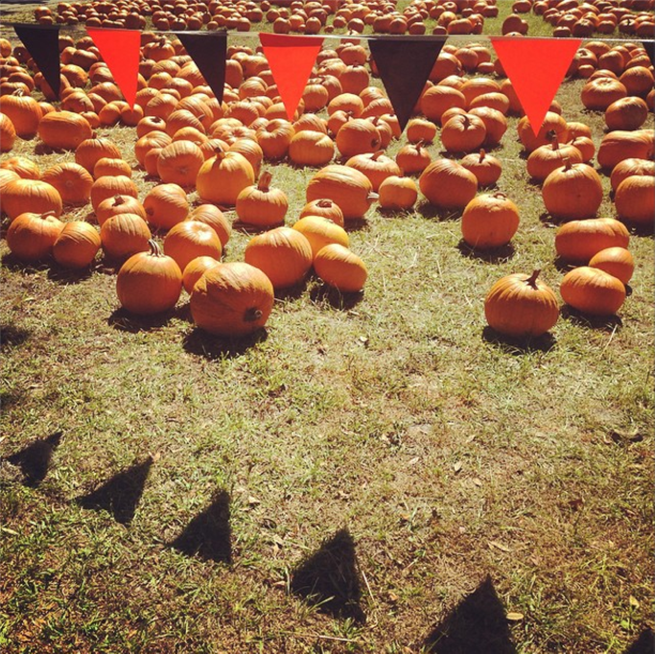 Pumpkin patch on Saturday afternoon