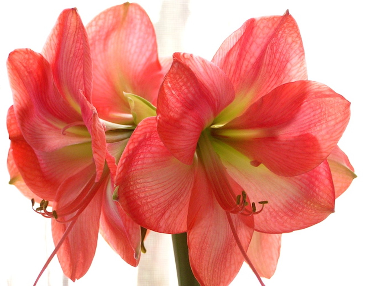 Saturday, Dec. 13Holiday Celebration and Amaryllis Festival 2014Garden tours, live music, blooming amaryllis and a variety of bulbs for sale