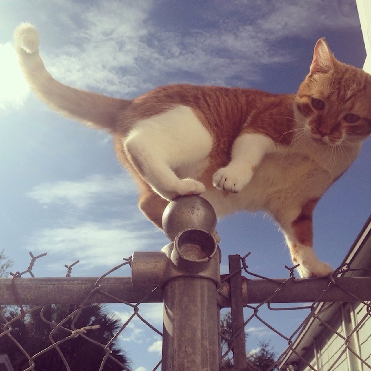 Balancing cat