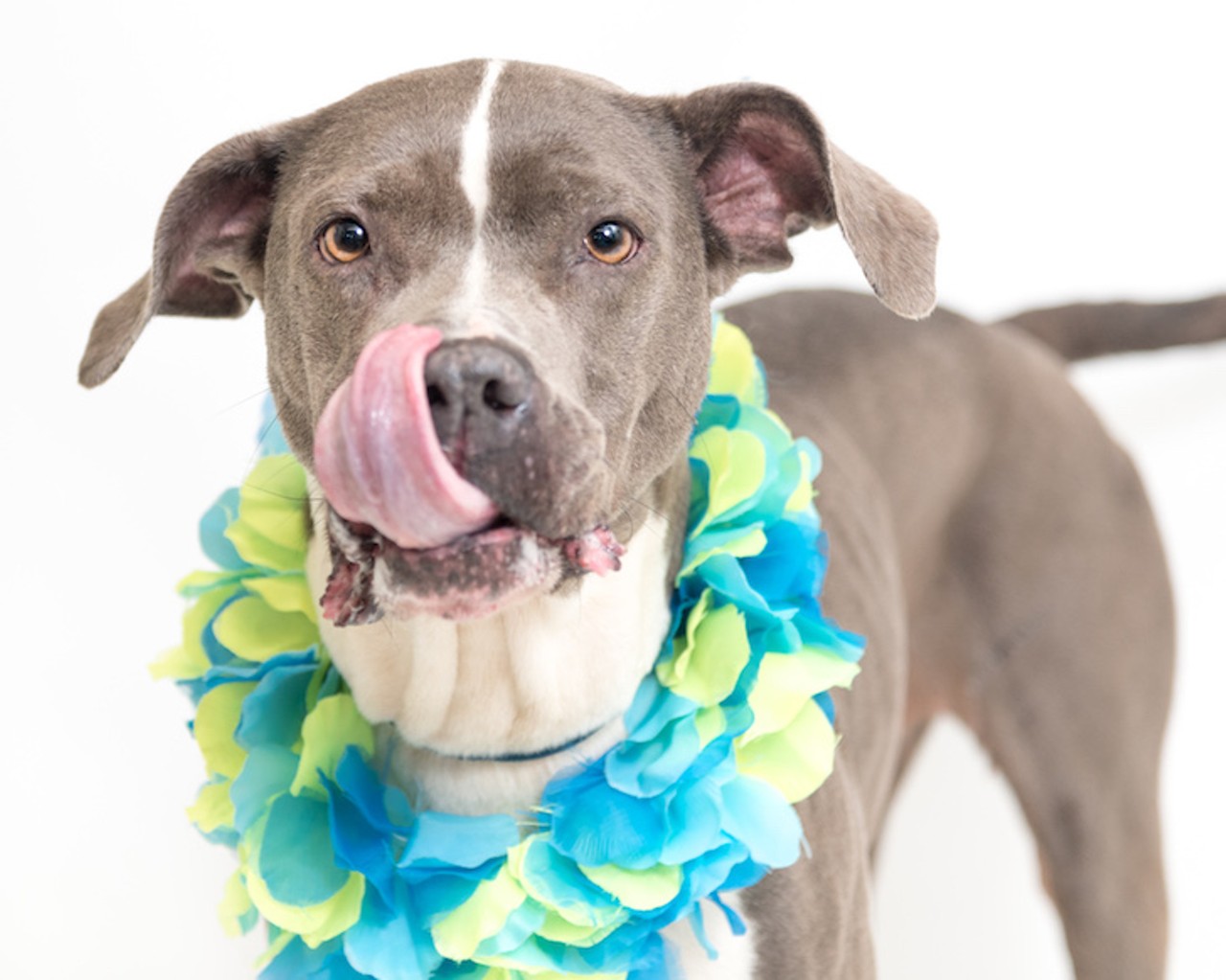 38 adoptable dogs available right now at Orange County Animal Services