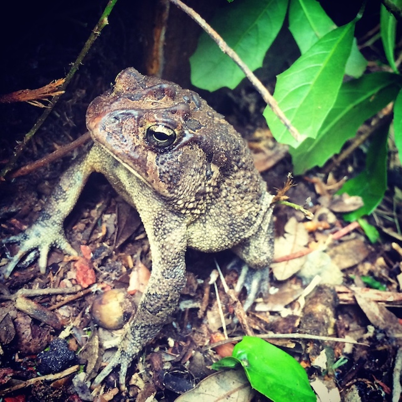 A giant toad hanging out after the rain