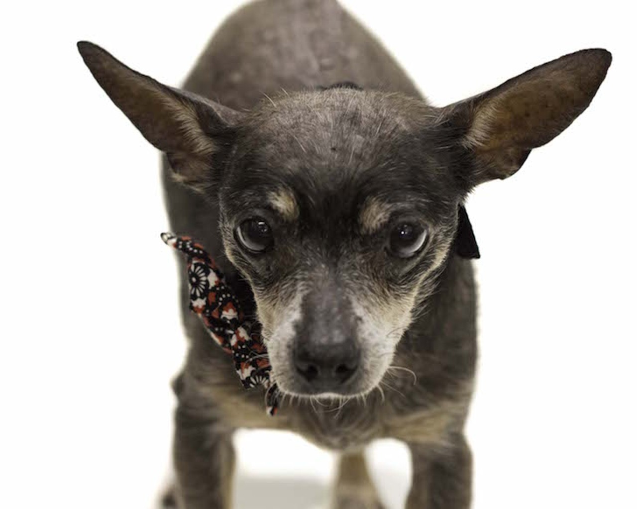 40 adoptable dogs and cats that are all like, 'Sup?'