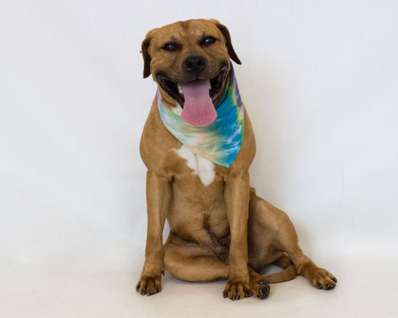 40 sweet photos of adoptable dogs at Orange County Animal Services