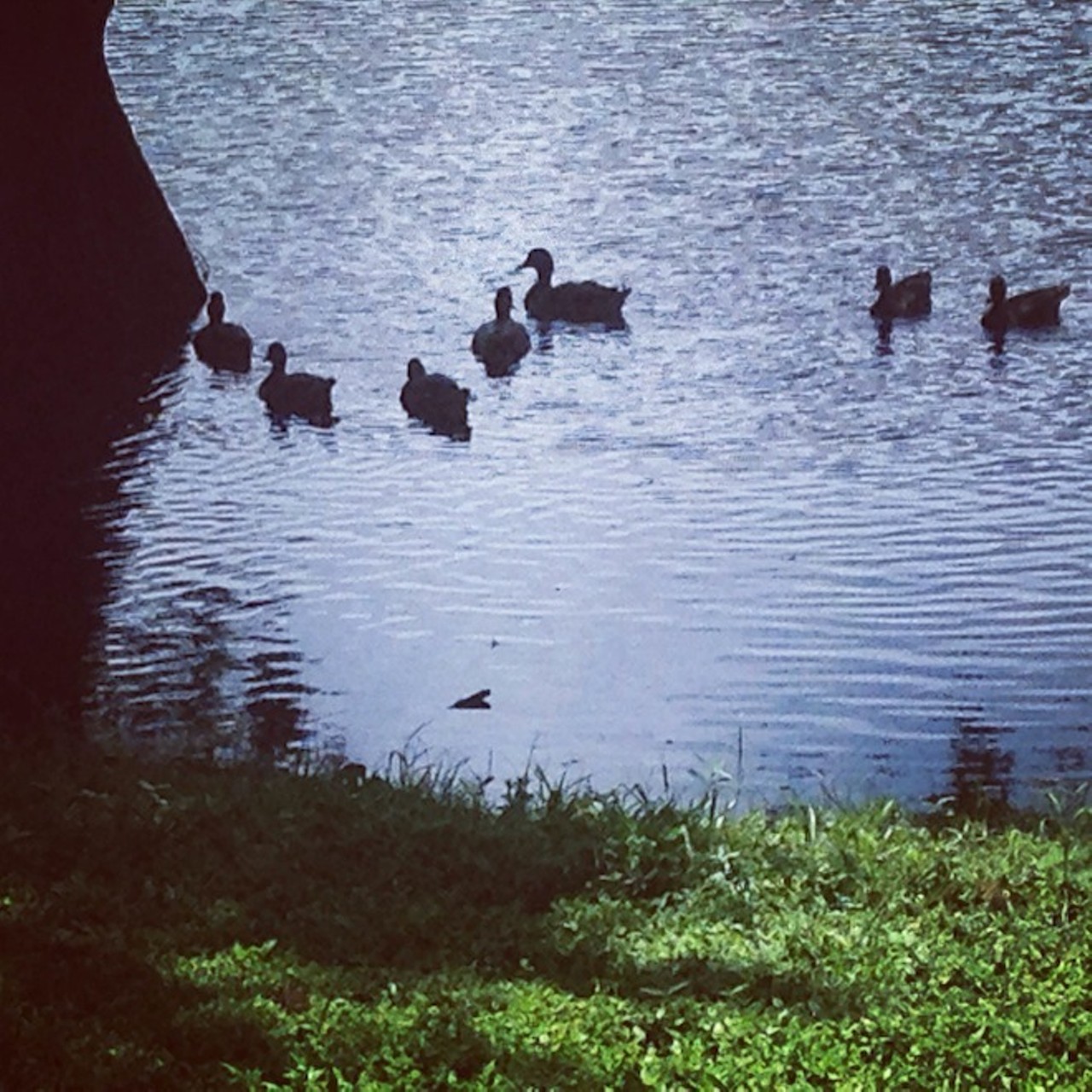 A family of ducks at Greenwood Urban Wetland