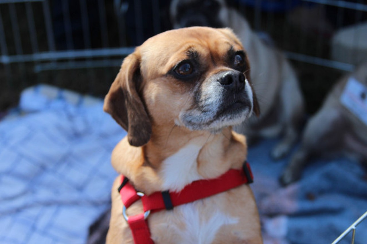 50 Cutest Adoptable Pets at Pookie's RescueFest
