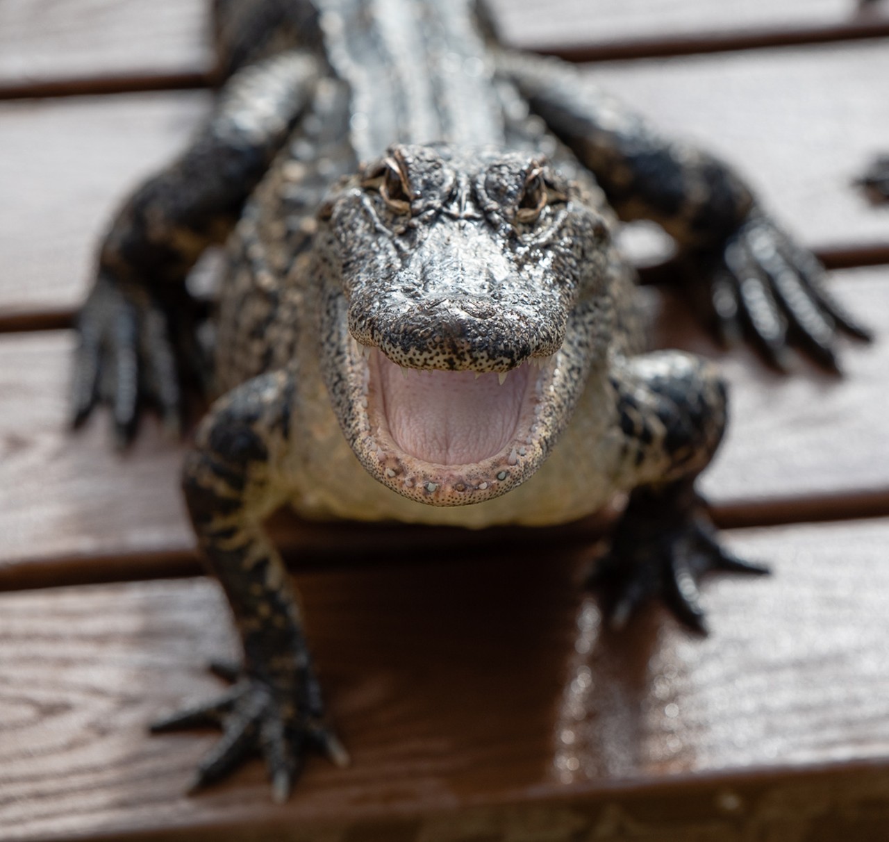50 Florida-centric Halloween thrills at Gatorland's Gators, Ghosts and Goblins event