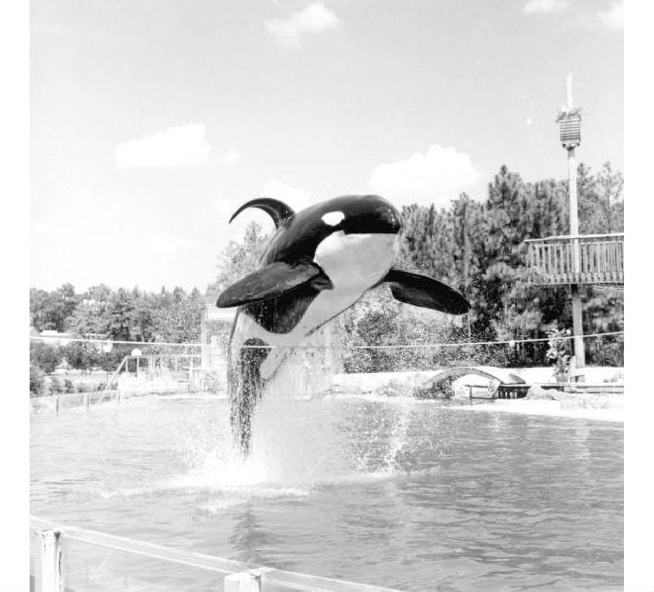 Killer whale jumping out and over a rope in Sea World