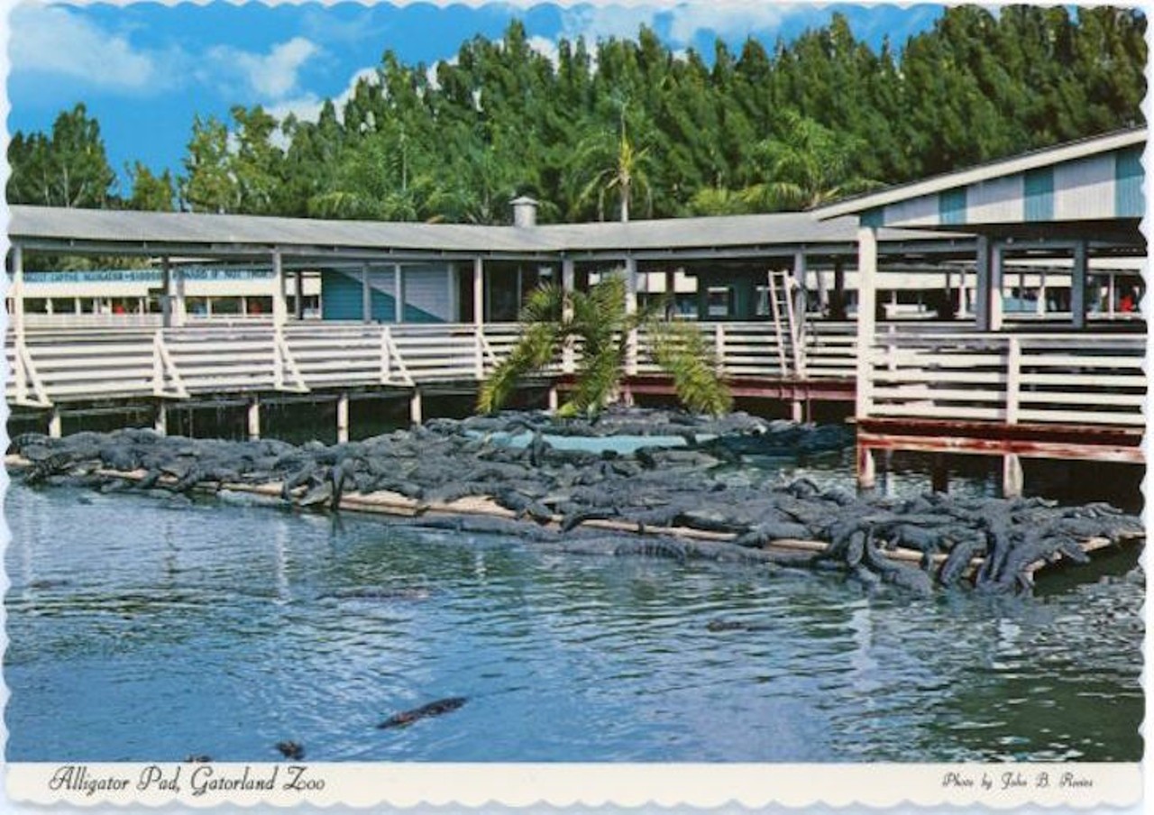 Postcard Gatorland Zoo, Orlando, Florida
