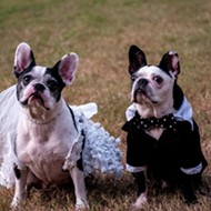 Something borrowed, something CUTE: French bulldog weds Boston terrier, see pics from the Orlando ceremony!