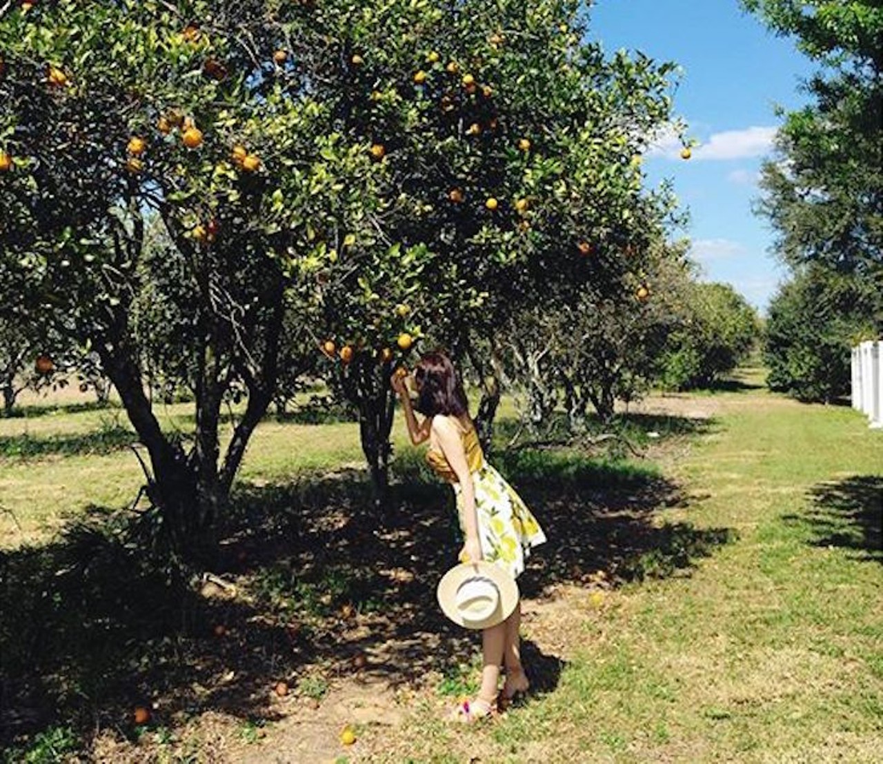 Showcase of Citrus
5010 US-27, Clermont | 352-394-4377
Just 15 minutes from Disney, this locale has over 50 varieties of citrus, but during this time of year you can find Valencia oranges, red and white grapefruit, Honey Tangerine and lemons.
Photo via rwyiy/Instagram