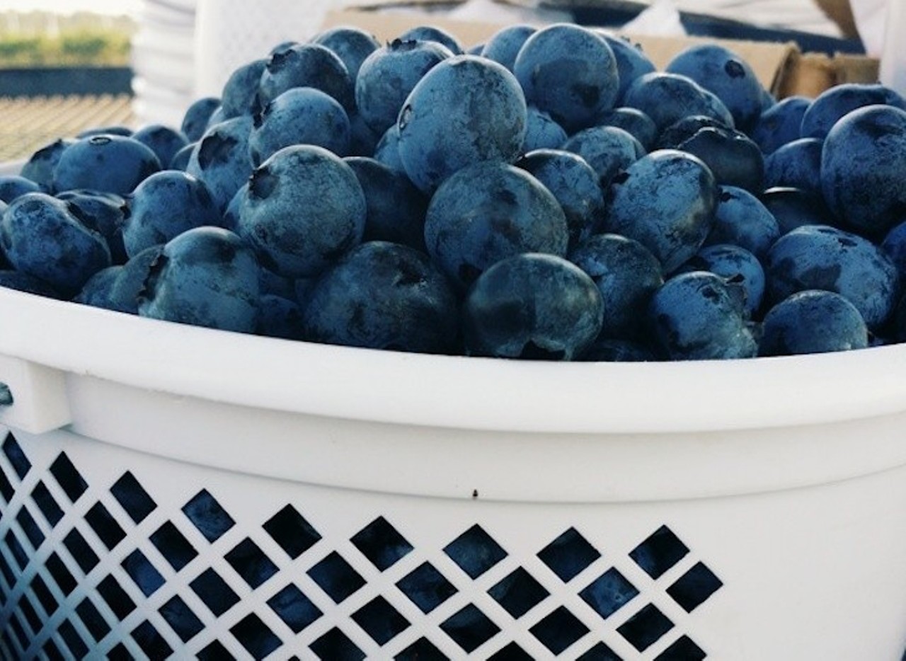 Far Reach Ranch
1255 S Dora Blvd., Tavares | 352-343-7389
Far Reach Ranch boasts some of the biggest blueberries in Central Florida. This farm has been in the game since 1947 so they know how to treat their pickers, specifically with plenty of refreshments and berry buckets.
Photo via rockerduh/Instagram