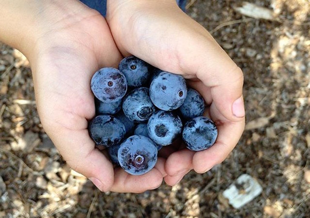 Lake Catherine Blueberries
5849 Lake Catherine Road, Groveland | 352-551-4110
The folks at Lake Catherine claim to have the two best blueberry varieties, Emerald and Jewel, and since they actually encourage you to eat all you can while you pick, we won't argue with &#145;em.
Photo via kokocooks/Instagram