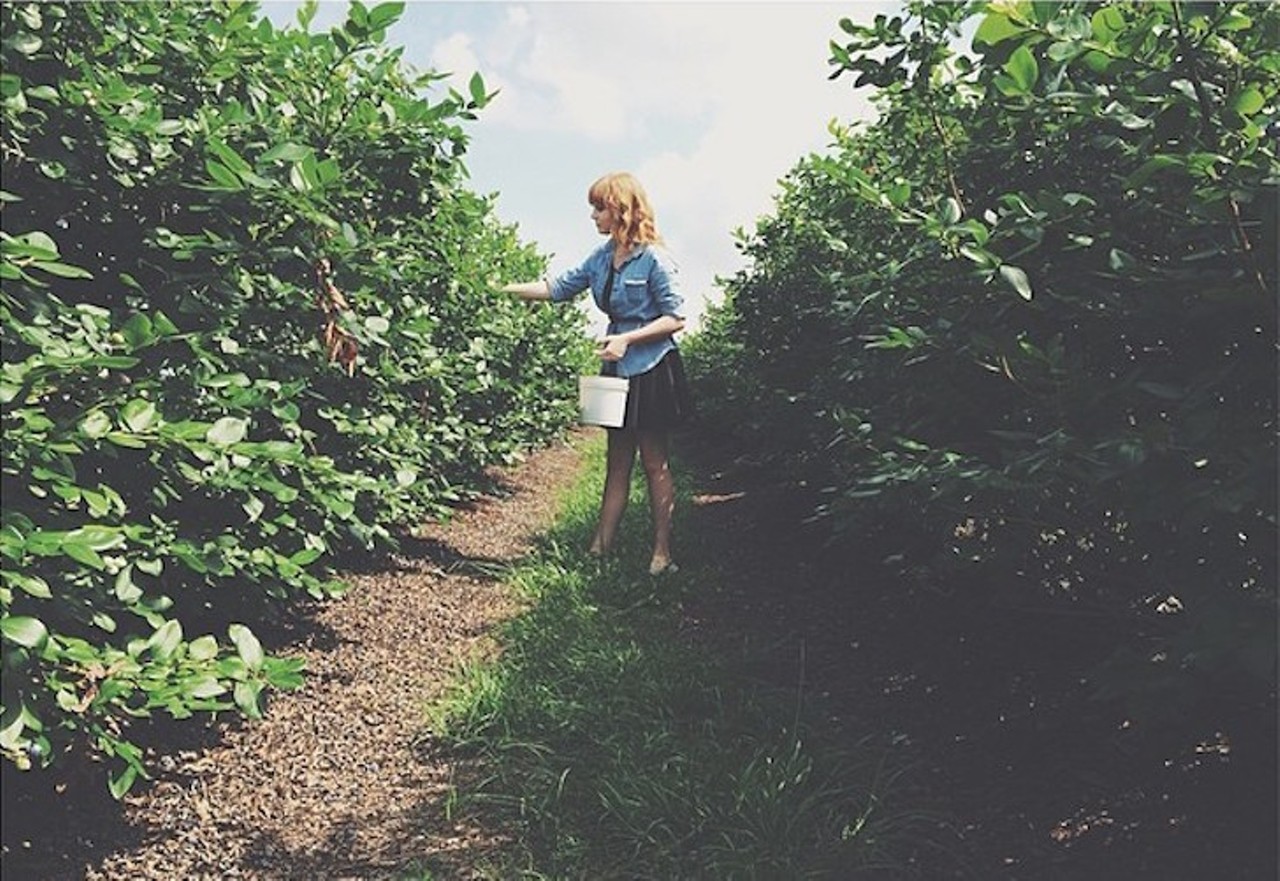 Beck Brother's Blueberries
12500 Overstreet Road, Windermere | 407-656-4353
The Becks Brothers just can&#146;t stop talking about their fields &#147;overflowing with berries.&#148; This blueberry farm is open seven days a week, but fair warning, they only accept cash.
Photo via chandapants/Instagram