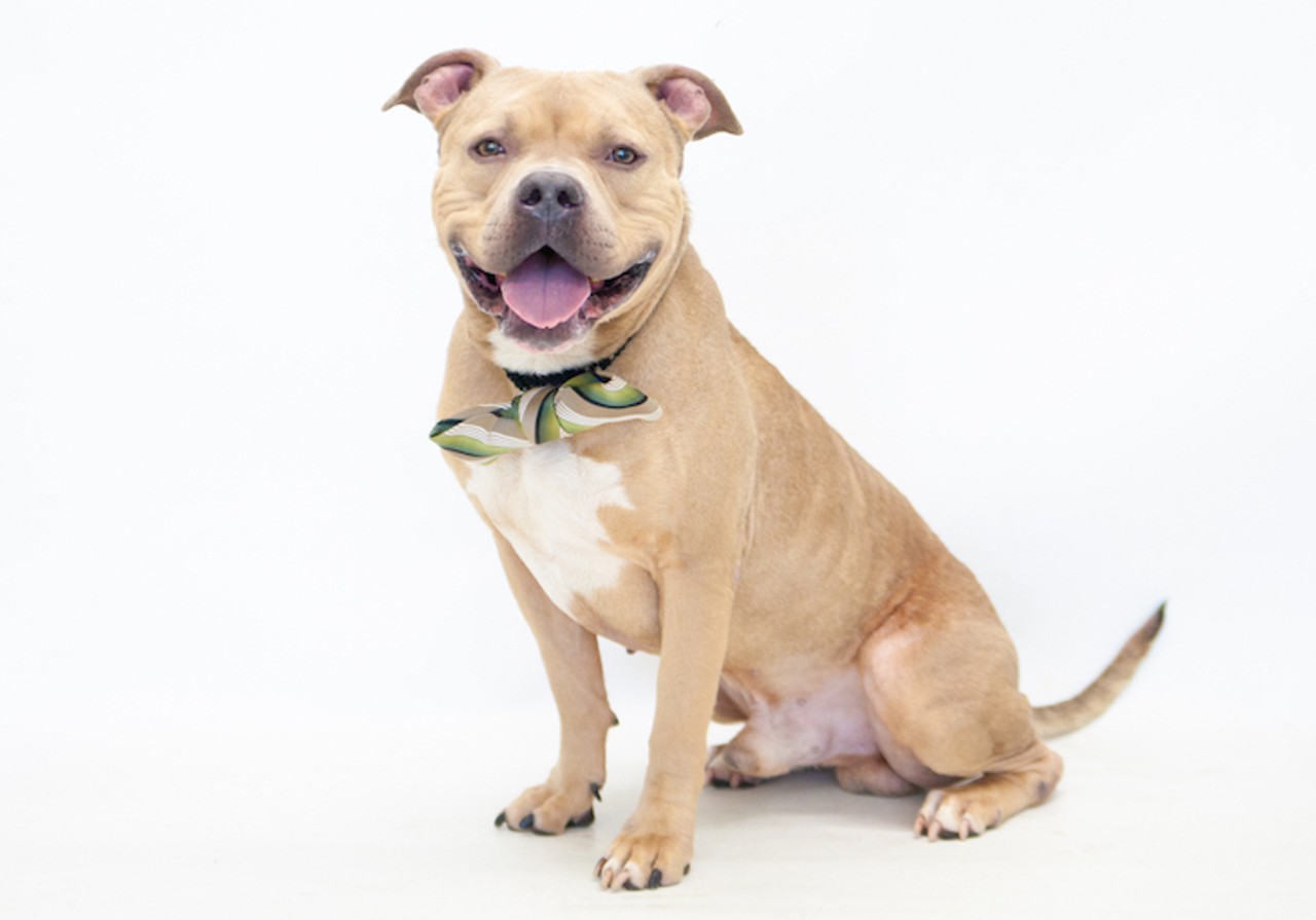 Adopt one of these Orange County doggies this March