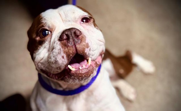 Adoptable dog Keisha is waiting for the perfect companion to make her their center of attention