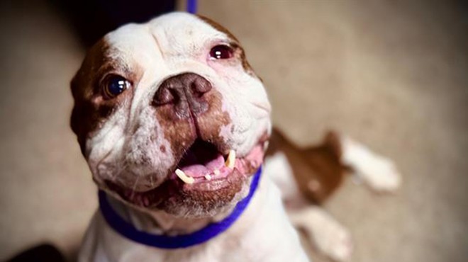 Adoptable dog Keisha is waiting for the perfect companion to make her their center of attention